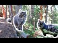 Small Fuzzy Bridge TROLLS Take Over Forest - Siberian Cats