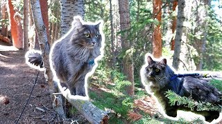 Small Fuzzy Bridge TROLLS Take Over Forest  Siberian Cats