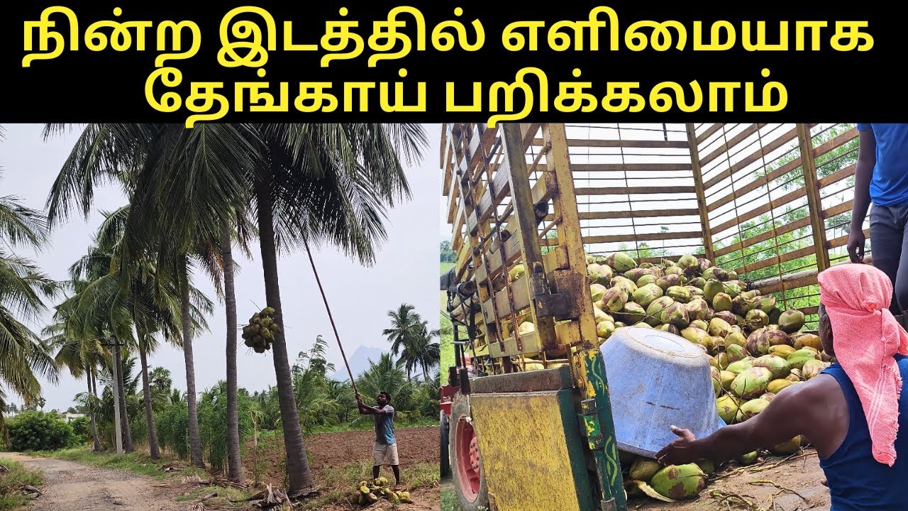 அனைவரும் எளிமையாக தேங்காய் பறிக்கலாம்| How To Pick Coconut Easily- verukku neer