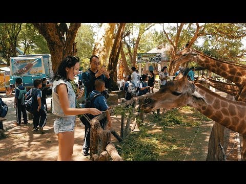 Зоопарк в Паттайе. Открытый зоопарк Кхао Кхео. Встреча с жирафами./ Khao Kheow Open Zoo Pattaya