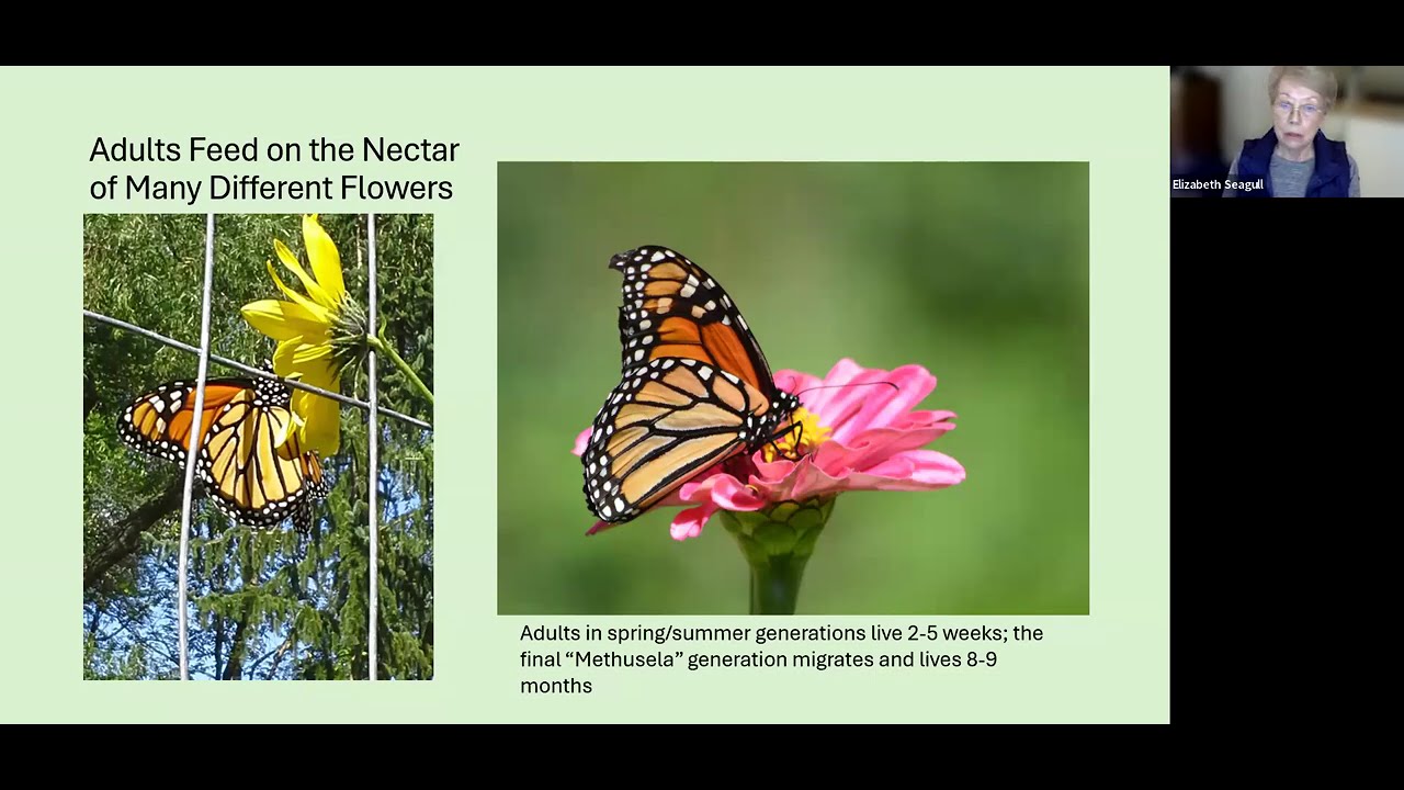 Overwintering Habitat of Monarchs in Mexico