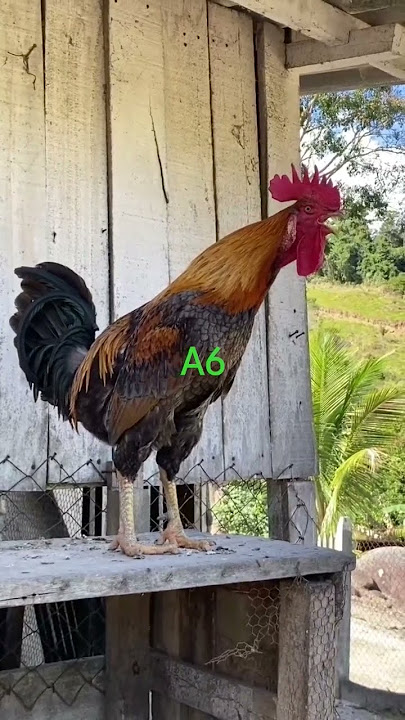 Ayam Pelung trah suara panjang🇲🇨🐔🔥🔥🔥