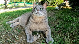 ヤバい先輩猫が寝ていたのでそ~と通り過ぎる公園の猫