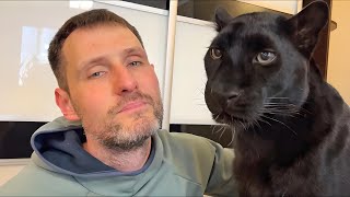 A longawaited meeting for Luna the panther, Vova is back