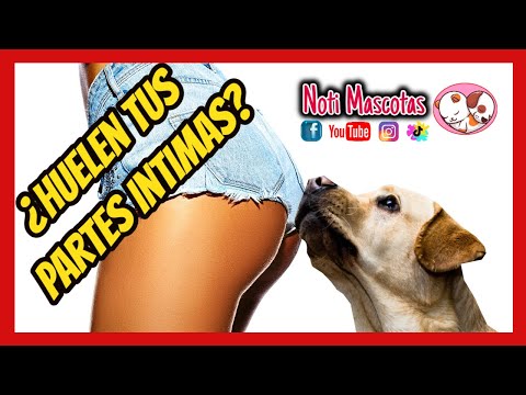 Video: Շների դաշտանային ցիկլ. Շներն ունե՞ն ժամանակահատվածներ և անցնում են Menopause: