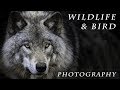 How to Photograph Wildlife from Your Car