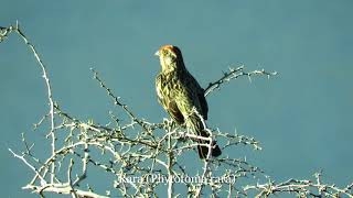Canto de Aves en la Patagonia