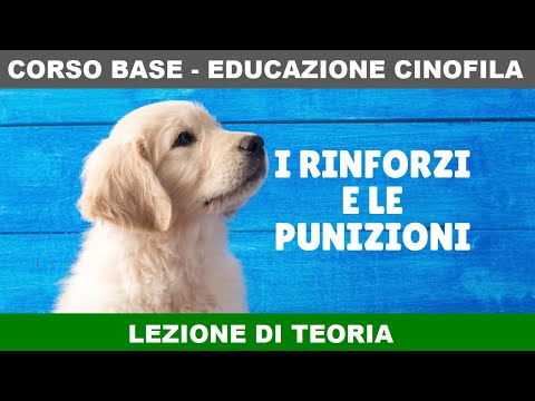 Video: Addestrare il tuo cane? Perché i premi funzionano meglio della punizione