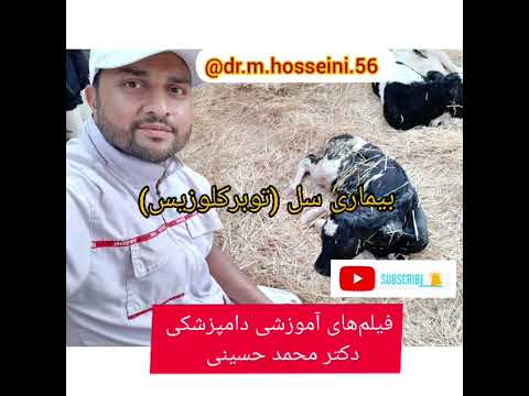 تصویری: آیا حیوانات در کتوز هستند؟