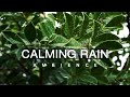 10 Hour | Calm Rain Meditation | Deep-Sleep Rain Sounds | Focus | Work | Relaxing Nature Ambience