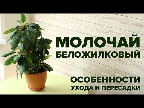 Цветок молочай уход в домашних условиях