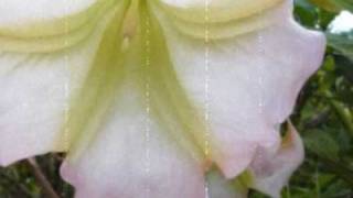 Aragón/Cantabria (Alma de plata-Tako).