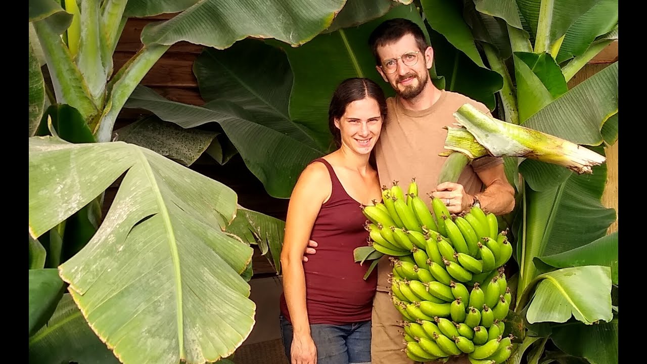 Home grown Canadian bananas! - YouTube