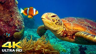 12 Hours of Stunning Aquarium Relax Music, Beautiful Aquarium Coral Reef Fish (4K Video Ultra Hd)