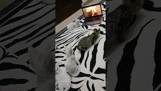 The cats are watching cat videos on TV and enjoying it. #cat #catlover #animals #kitten