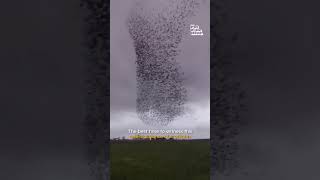 🙀 EXTRAORDINARY | Wild Bird Murmurations