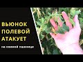 ВЬЮНОК АТАКУЕТ ОЗИМУЮ ПШЕНИЦУ! БОРЕМСЯ