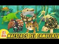 Maestros del camuflaje episodio compilacin espaol  leo el explorador  animacin  familia