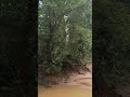 Forest Adventure #health #forest #health #tour #forestry #plants #trend #shorts #trendingshorts