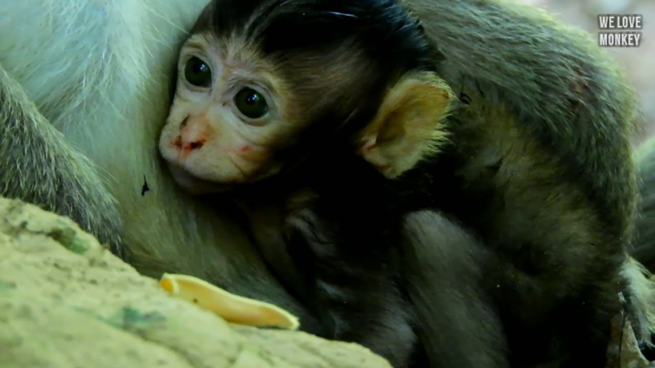 Million!! Pity For Baby Brittany Got 3 Main Injuries, Arm, Back Shoulder And Buttock, Painful Crying