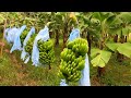 Next level process of growing harvesting and processing banana  banana farming documentary
