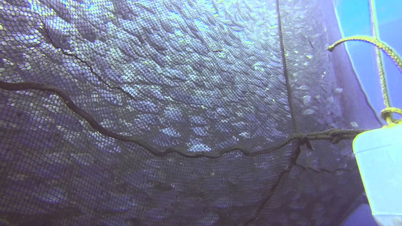 HelNet underwater - YouTube