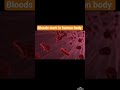 how to work rbc in human body #medicineinformation #facts #science #biology #factsoflife #blood
