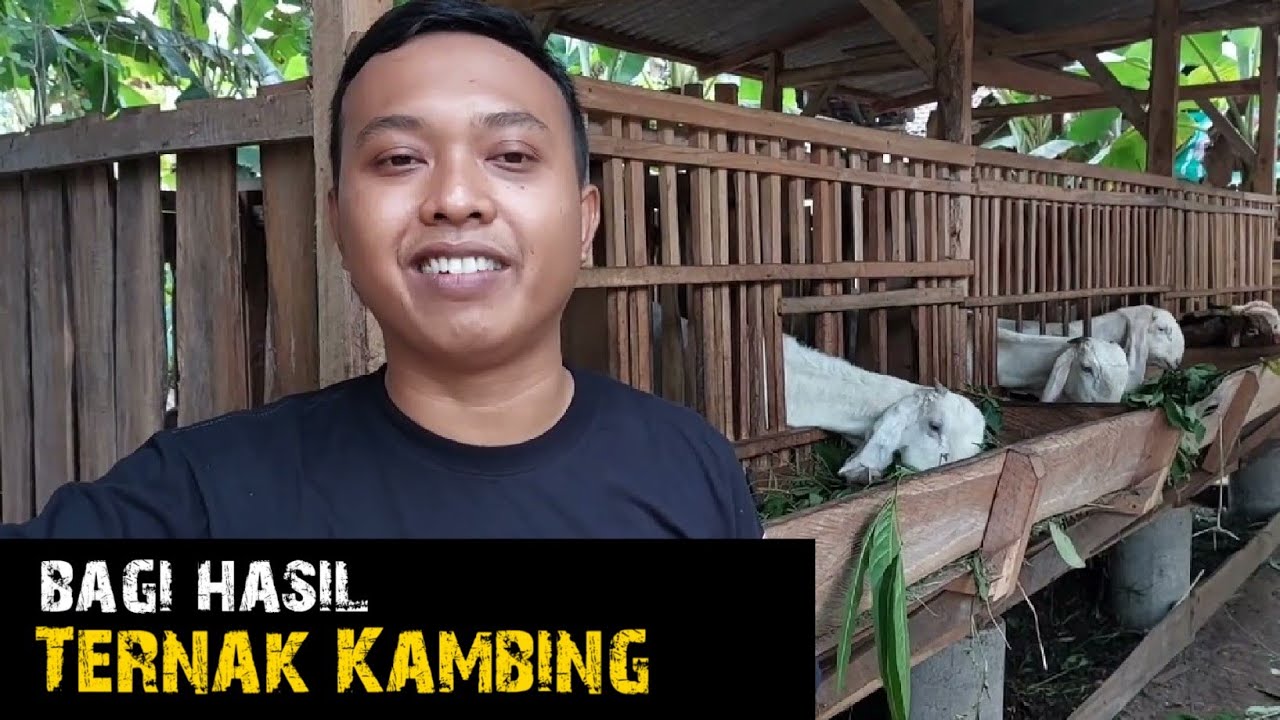 BAGI HASIL TERNAK KAMBING #ternakkambing #ternakdomba 
