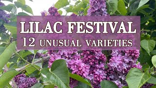 Lilac Festival 2024. 12 beautiful varieties of lilacs. Minsk, Belarus