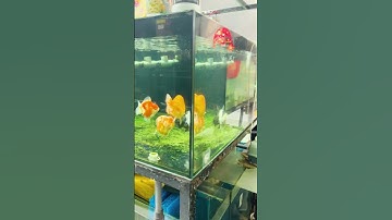 Lẻn vào showroom cá vàng lớn nhất nhì Hà Thành #shorts