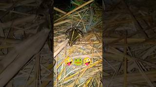 Catch A Jumping Frogs For Fun Fun Catch Double Frog Funny Catch A Funny Frogs