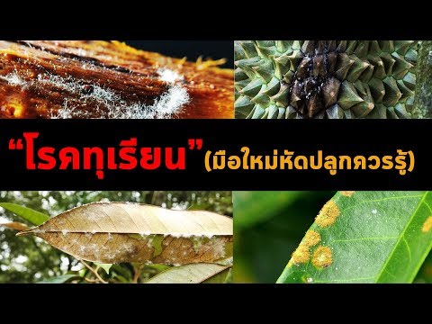 โรคทุเรียน มือใหม่หัดปลูกควรรู้