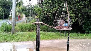 (jebak Sauk tekukur)tapau bh/bl suara kasar gagap 1 mata,memikat dekuku, spotted dove.