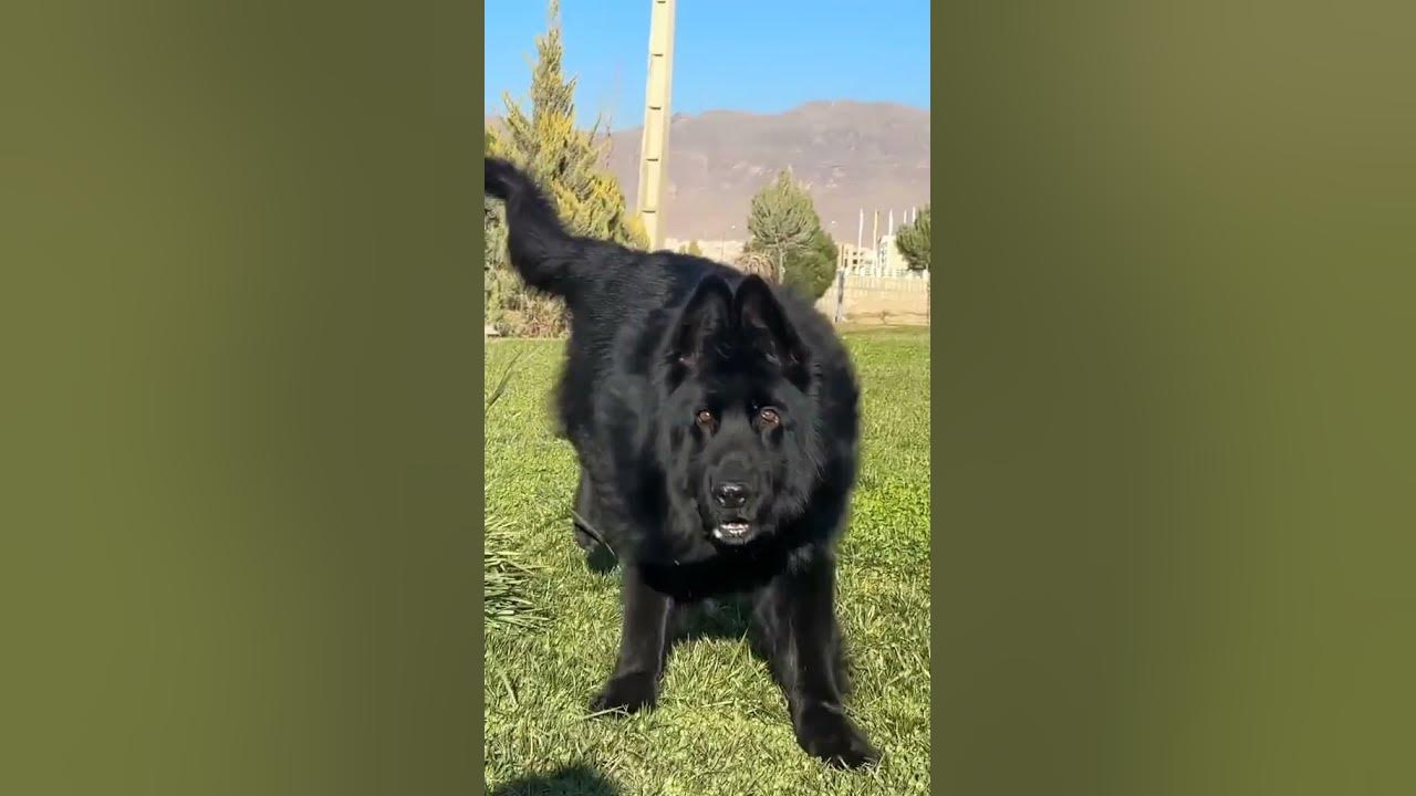black-german-shepherd-super-quality-youtube