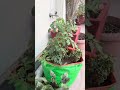 🌿 A Beautiful Garden Tour in Gurgaon | Shalu’s Serene Green Space#shorts