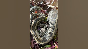 Very full Coastal Carpet Python #snakevideo #python #australia #reptiles #wildlife #nature #qld