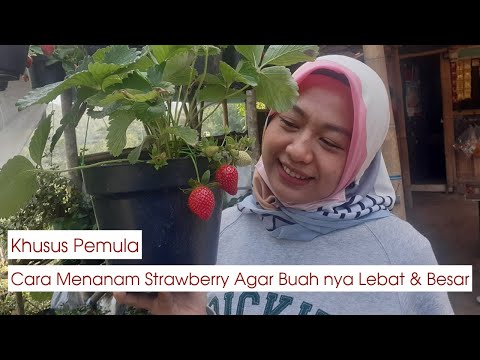 Cara menanam strawberry untuk Pemula agar berbuah lebat besar di daerah panas