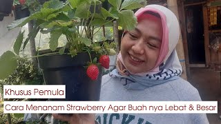 Cara menanam strawberry untuk Pemula agar berbuah lebat besar di daerah panas