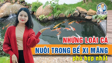 Những loài cá nuôi trong bể xi măng phù hợp nhất | Kỹ thuật chăn nuôi thủy sản | Dr.Vet
