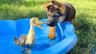 German Shepherd Puppy Meets Baby Duckling for the First Time!