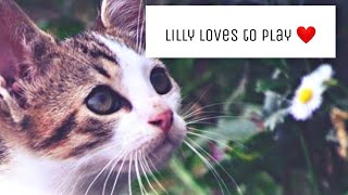 A story of a little stray kitten who cries with real tears Update video| Lilly's update video|Mar Fy