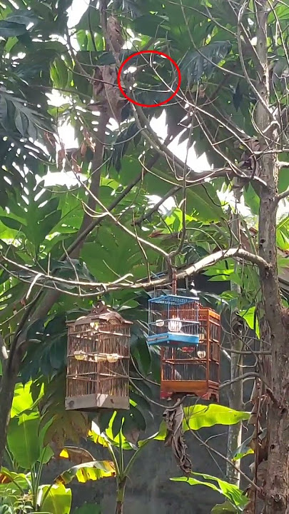 Mikat Burung Prenjak Tanpa Pulut ! Prenjak Kepala Merah Gacor  ! Prenjak Tamu Fighter  !