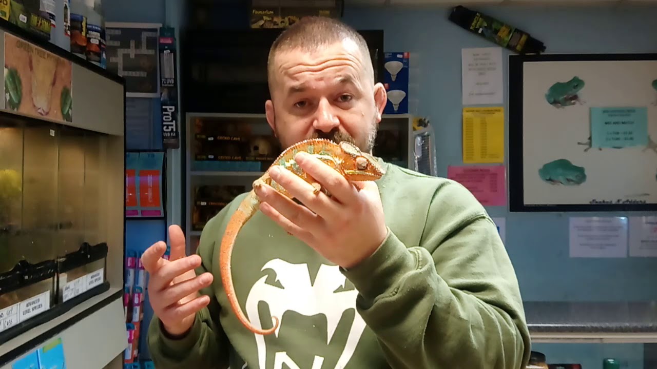 camera iphone 8 plus apk Snakes N Adders Reptile Advice : Episode 57- Specimen checks for chameleons