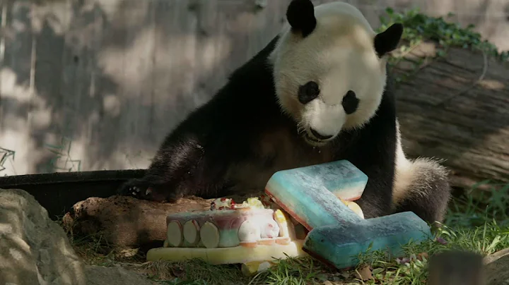Giant Panda Bei Bei celebrates 4th birthday - DayDayNews