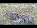 Malaika the cheetah making a kill in the Mara