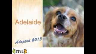 East Bay SPCA - Adopted Animals 2014