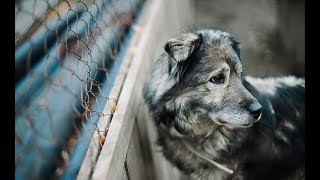Полсотни собак заживо сгорели в приюте для животных Полсотни собак заживо сгорели в приюте для животных
