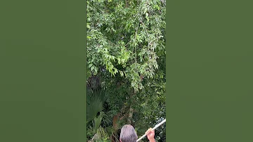 CATCHING BUTTERFLIES WITH EXTENSION NET #shorts