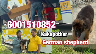Kakopothar German shepherd dog 6001510852 delivery puppy