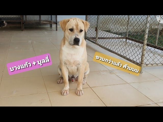 บางแก้วผสมบูลลี่ อายุ 1 ปี 3 เดือน Ep.6 - Youtube